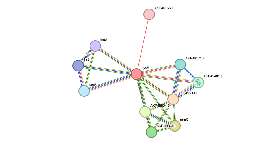 STRING protein interaction network