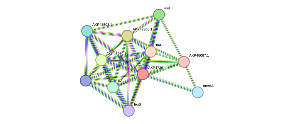 STRING protein interaction network