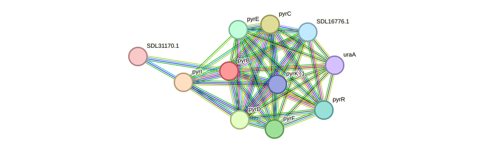 STRING protein interaction network