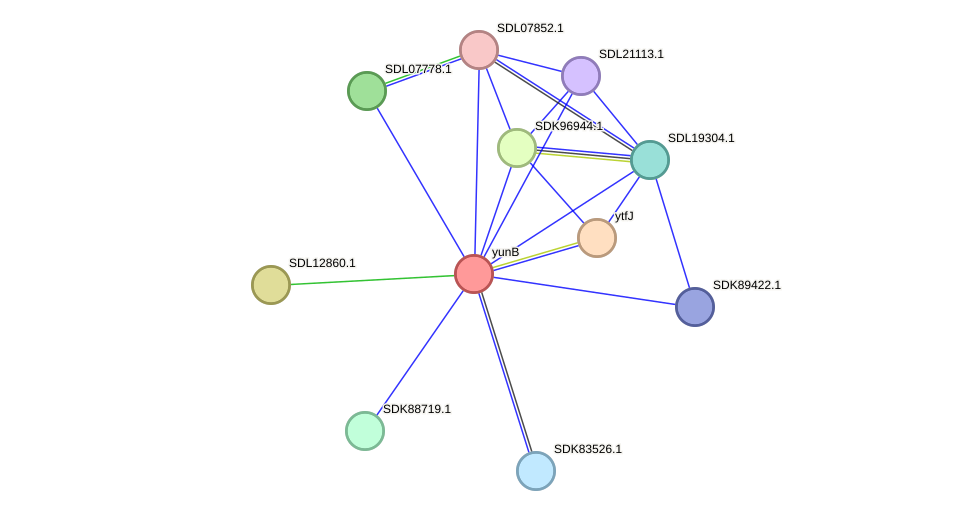 STRING protein interaction network