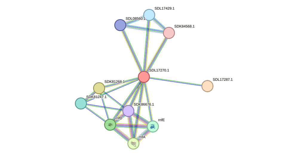 STRING protein interaction network