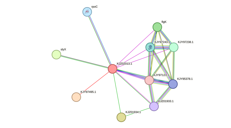 STRING protein interaction network