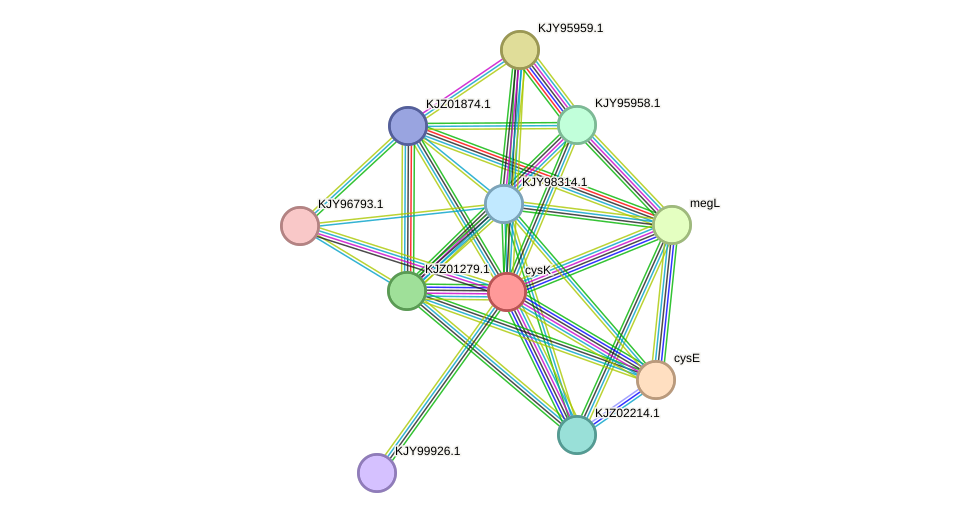 STRING protein interaction network