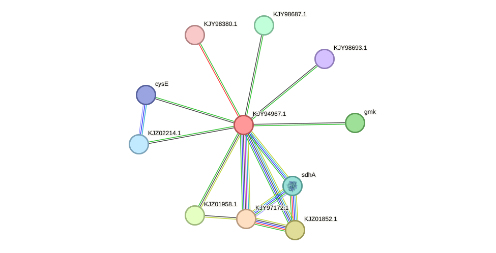 STRING protein interaction network