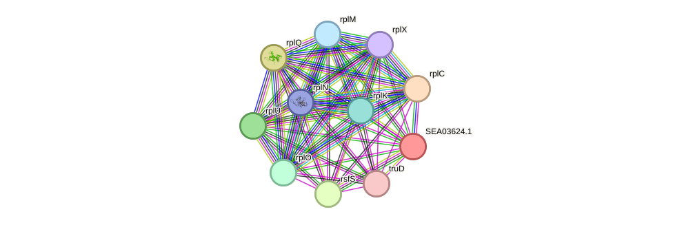 STRING protein interaction network