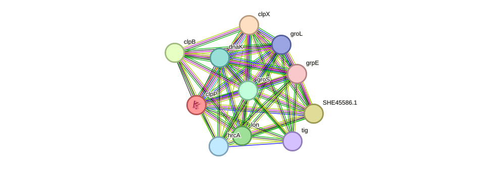 STRING protein interaction network