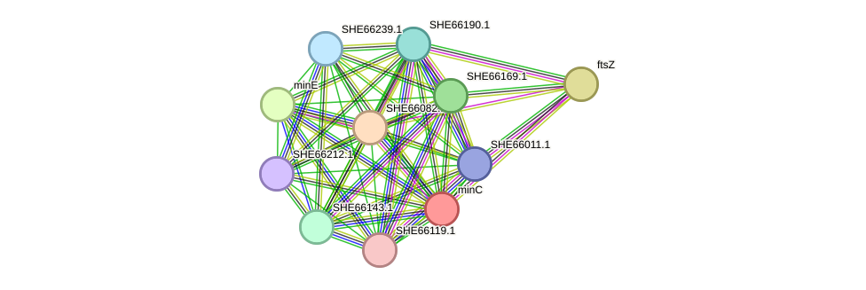 STRING protein interaction network