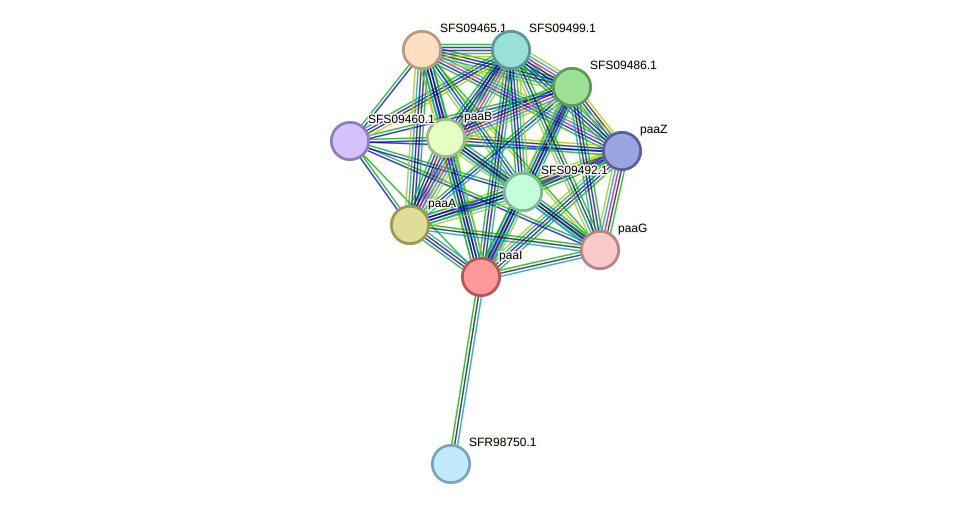 STRING protein interaction network