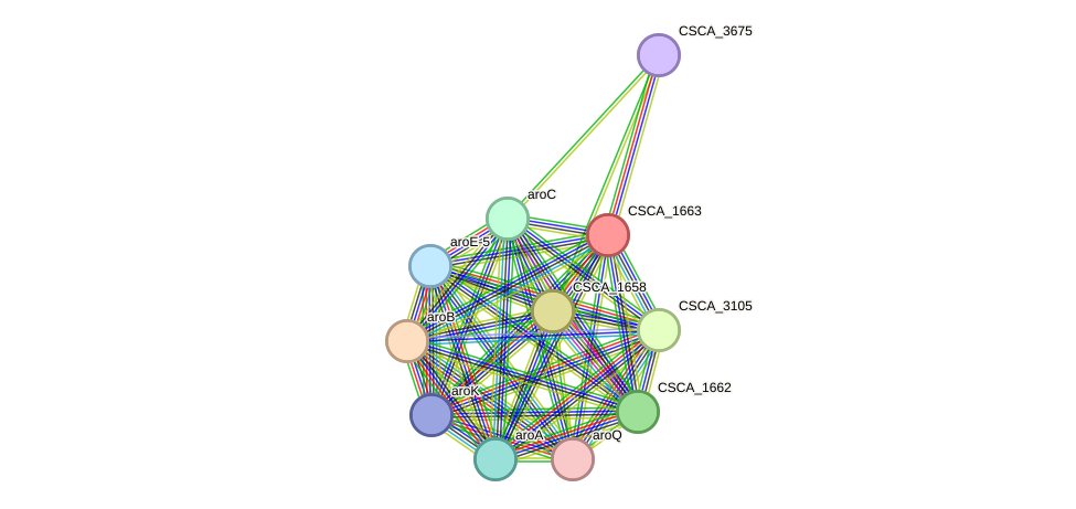 STRING protein interaction network