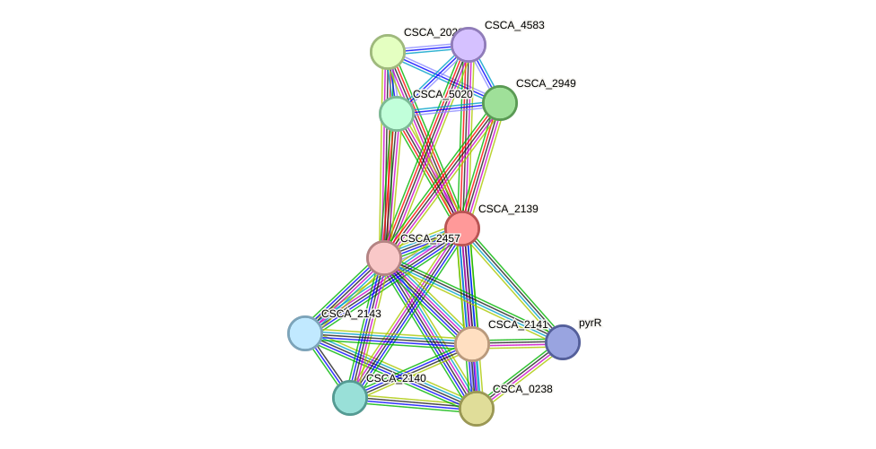 STRING protein interaction network