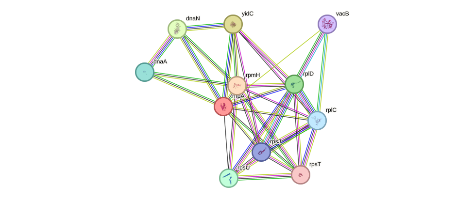 STRING protein interaction network