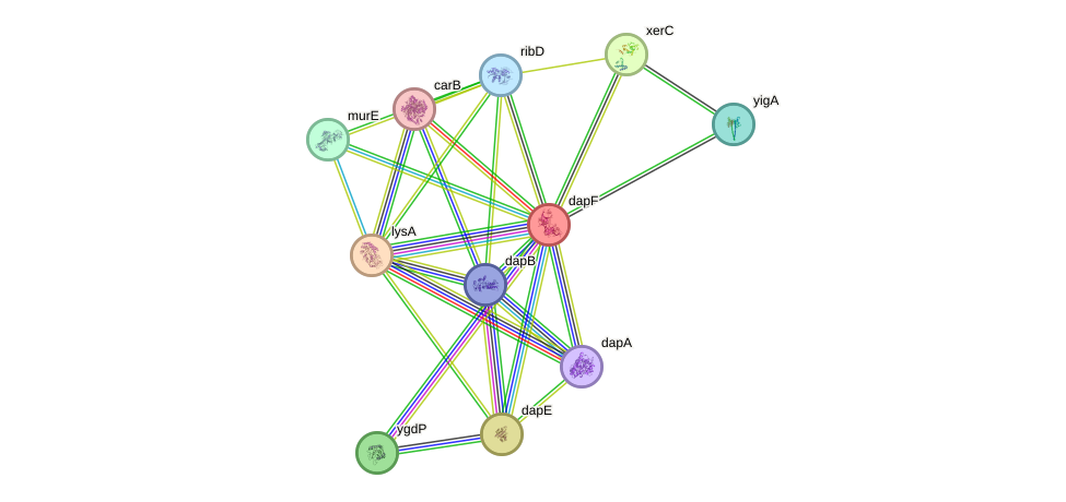 STRING protein interaction network