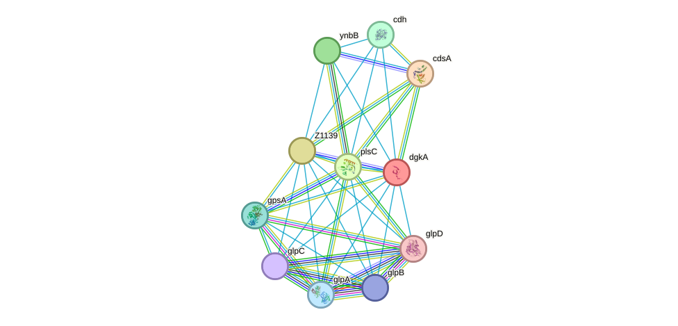 STRING protein interaction network