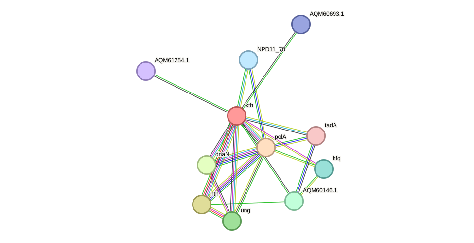 STRING protein interaction network