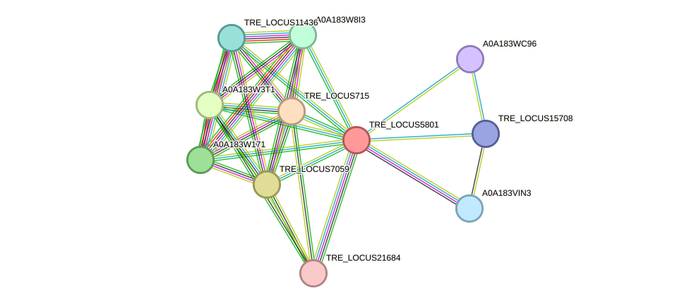 STRING protein interaction network