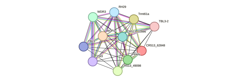STRING protein interaction network