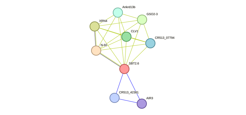 STRING protein interaction network