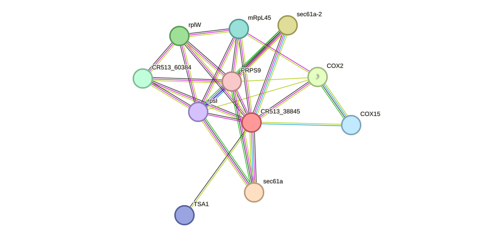 STRING protein interaction network