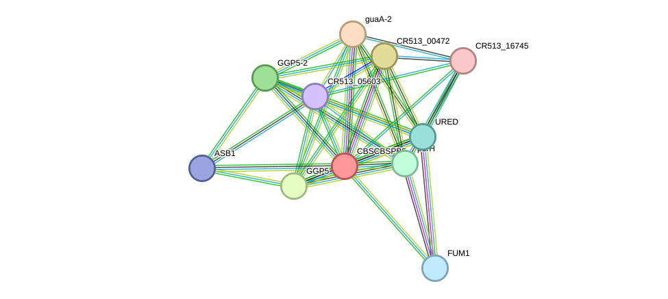 STRING protein interaction network