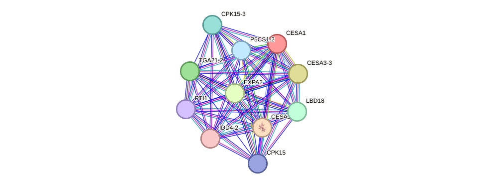 STRING protein interaction network