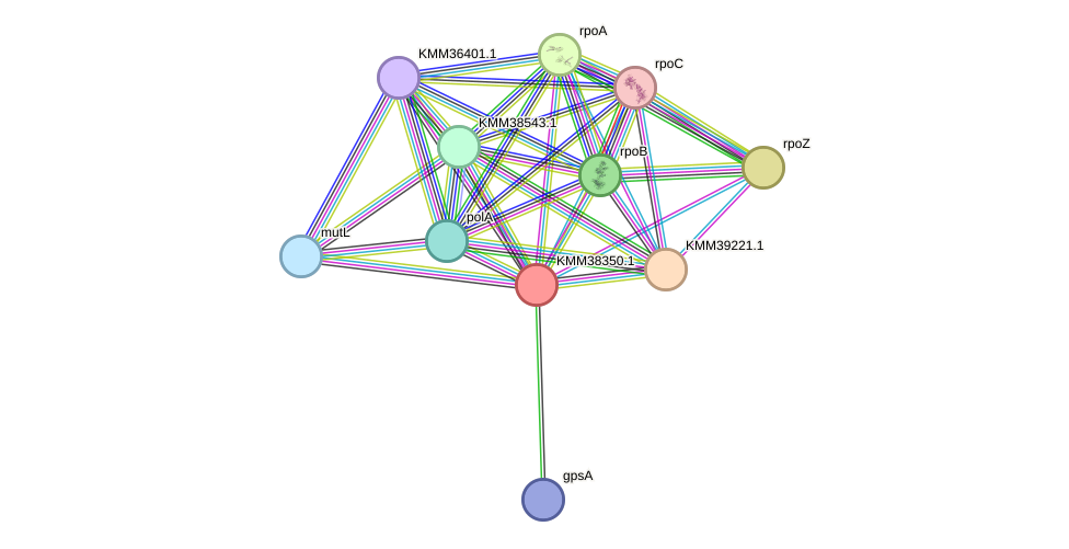 STRING protein interaction network