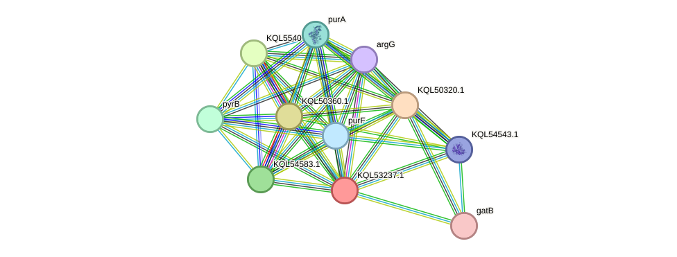 STRING protein interaction network