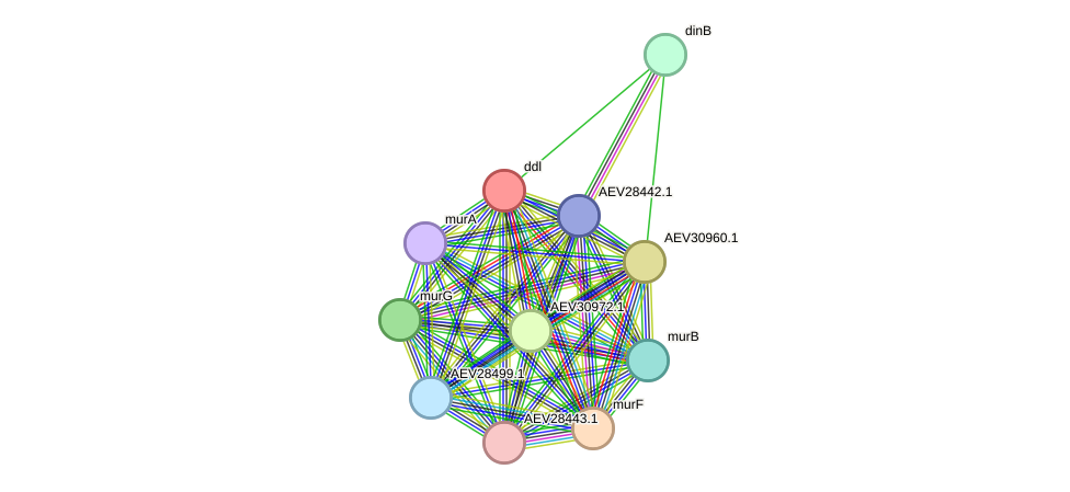 STRING protein interaction network