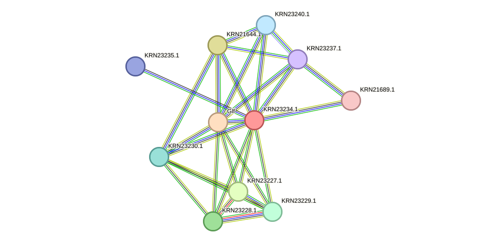 STRING protein interaction network
