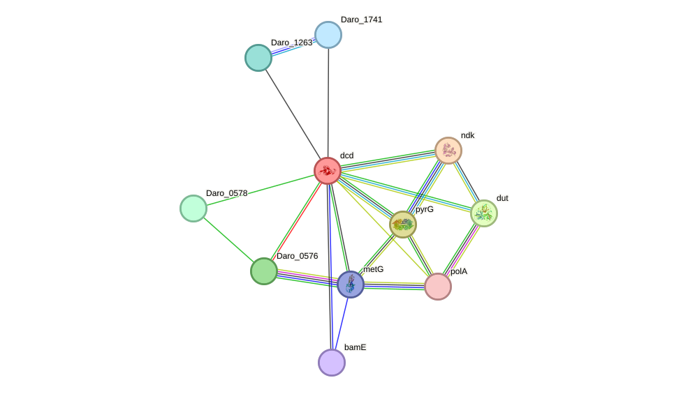 STRING protein interaction network