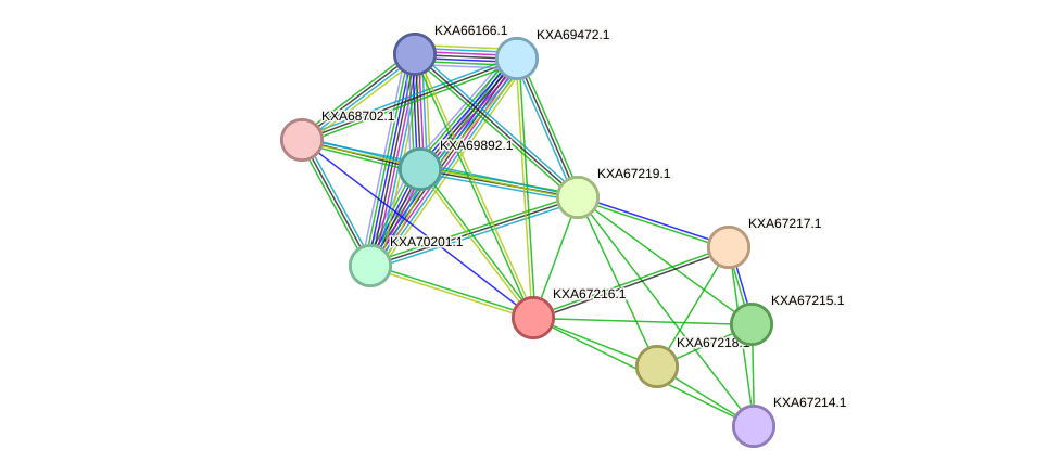STRING protein interaction network
