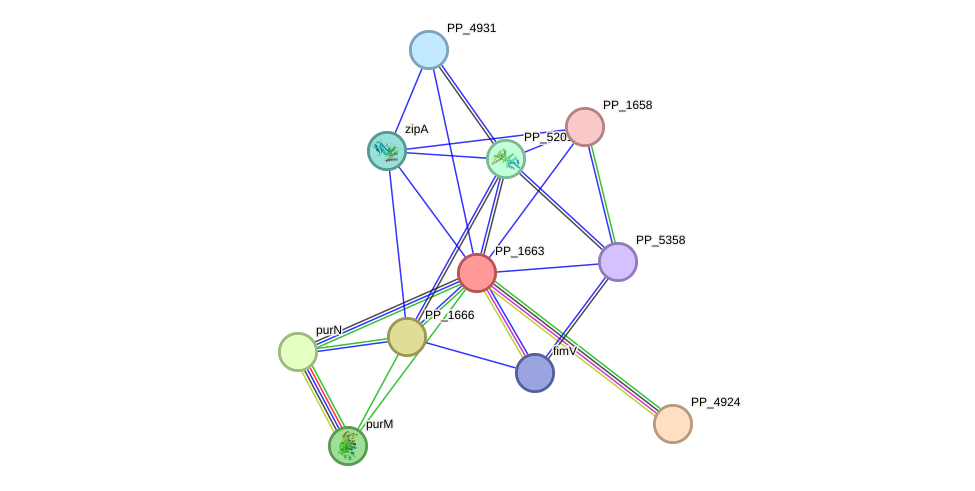 STRING protein interaction network