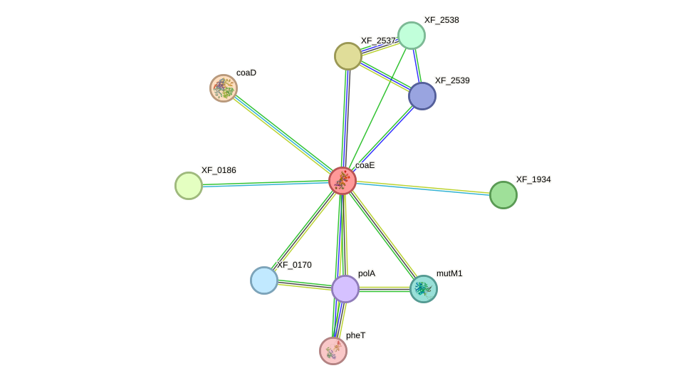 STRING protein interaction network