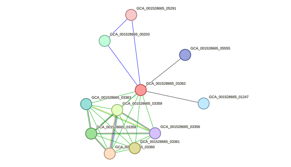 STRING protein interaction network