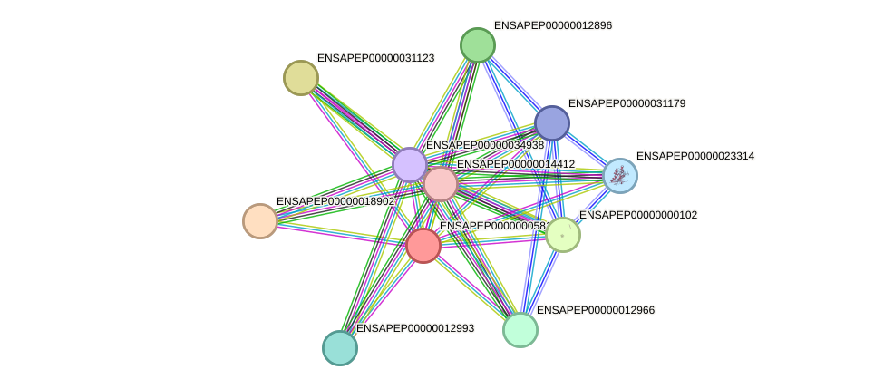 STRING protein interaction network