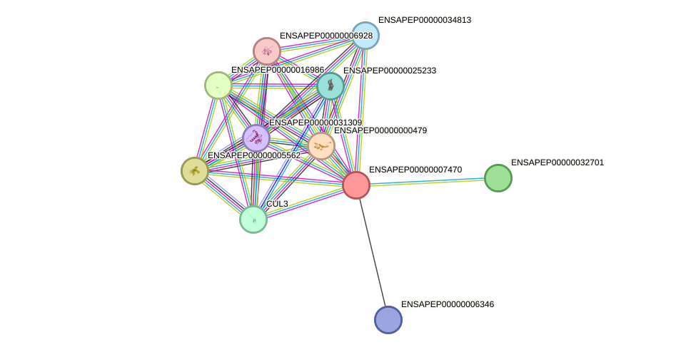 STRING protein interaction network