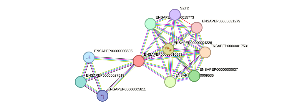 STRING protein interaction network