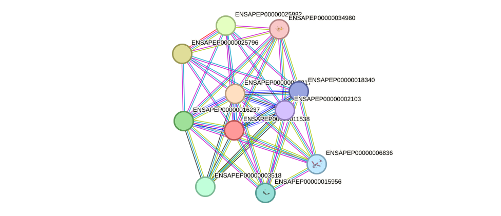 STRING protein interaction network