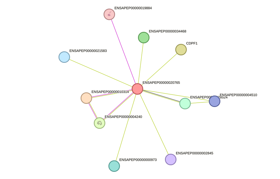 STRING protein interaction network