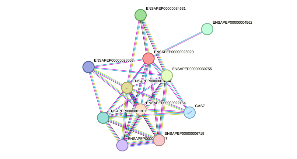 STRING protein interaction network