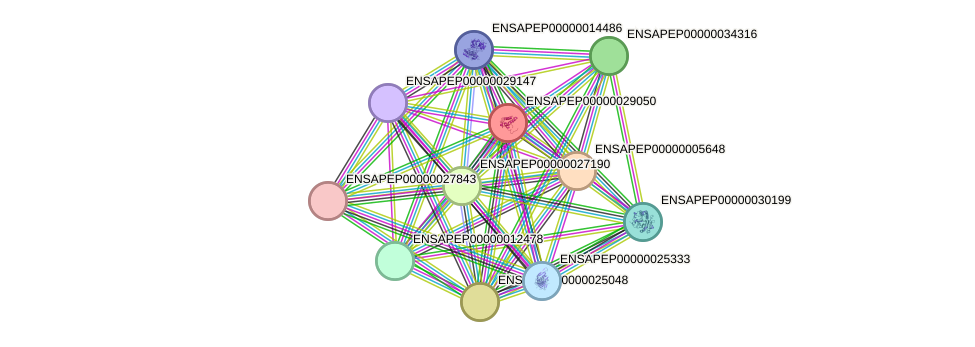 STRING protein interaction network