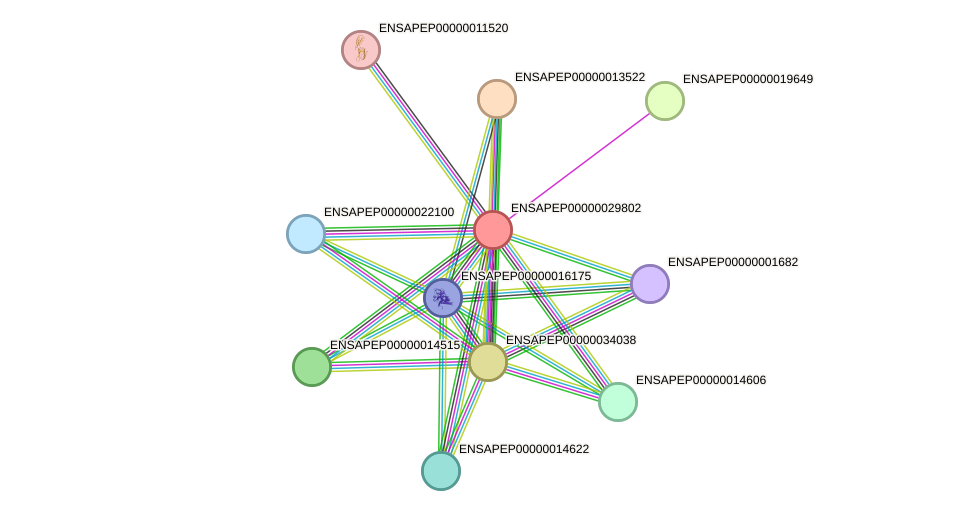 STRING protein interaction network