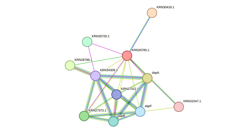 STRING protein interaction network