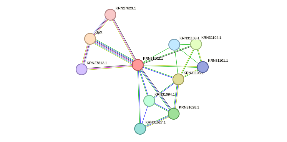 STRING protein interaction network