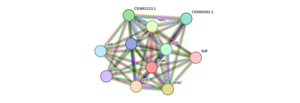 STRING protein interaction network