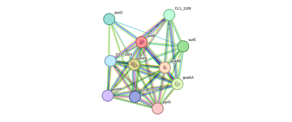 STRING protein interaction network