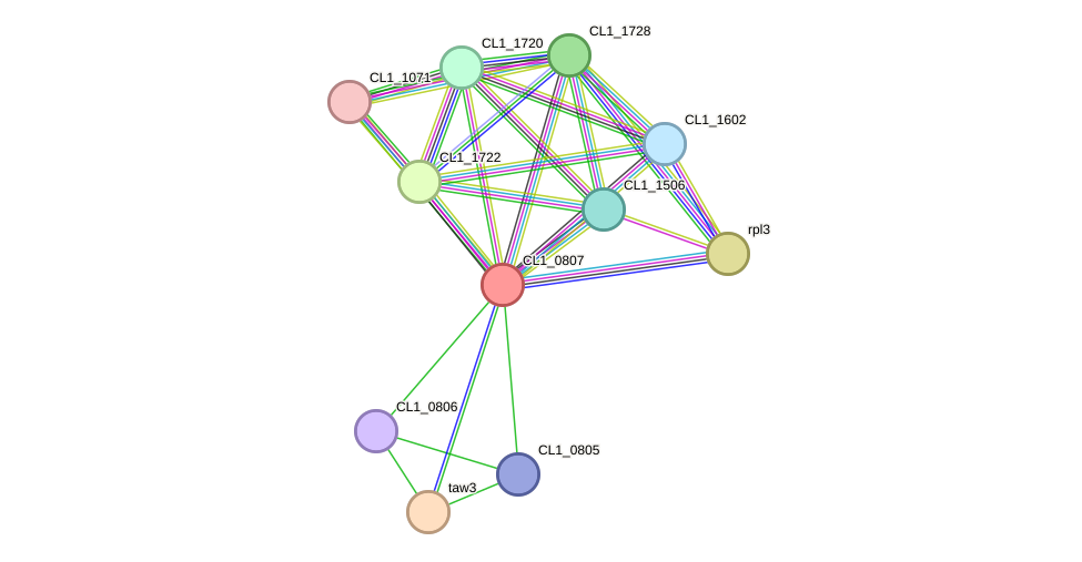 STRING protein interaction network