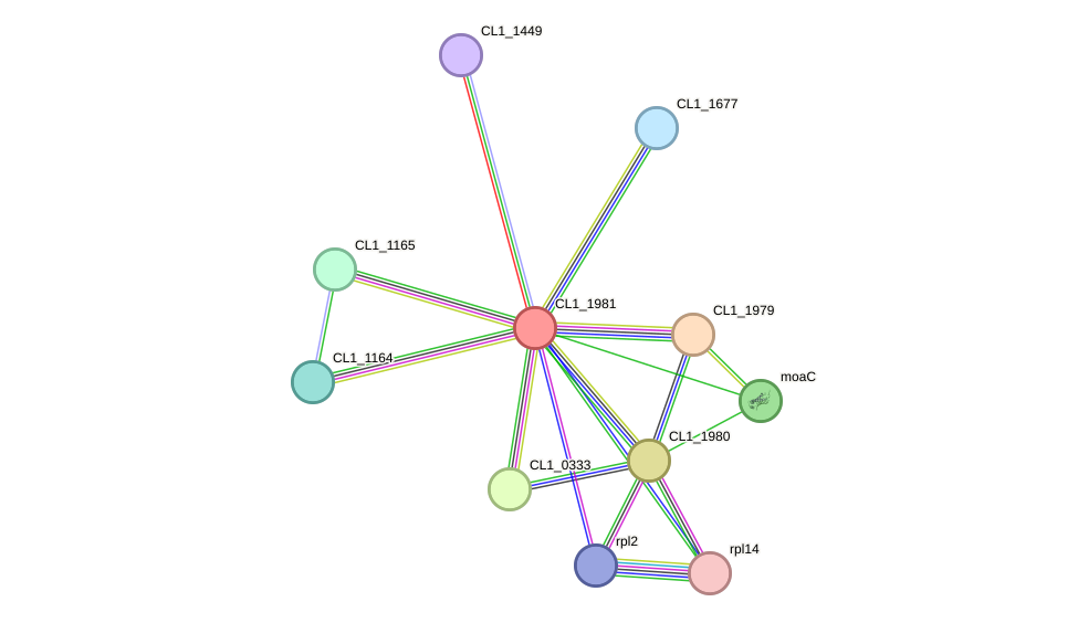 STRING protein interaction network