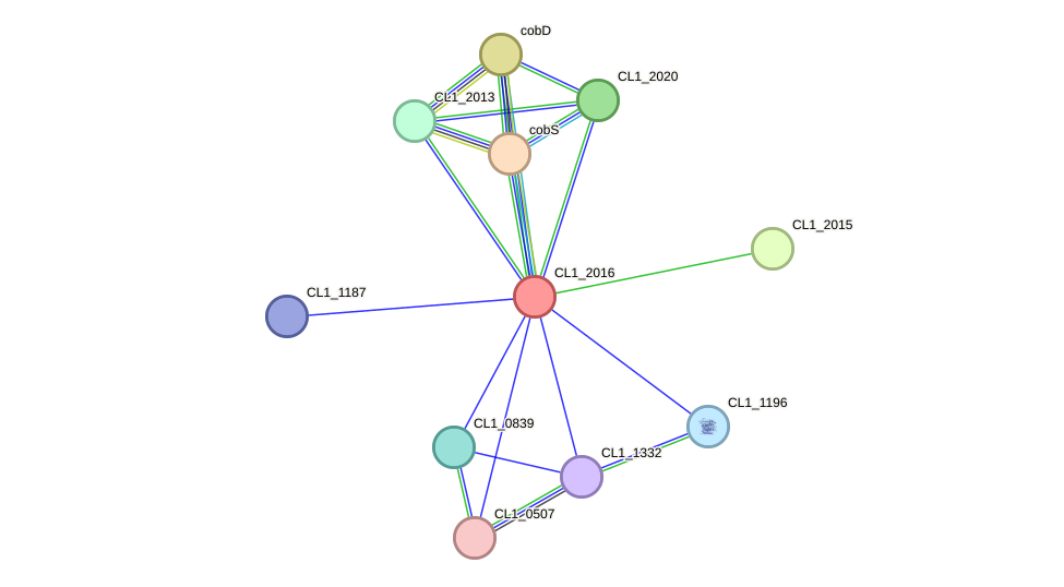 STRING protein interaction network