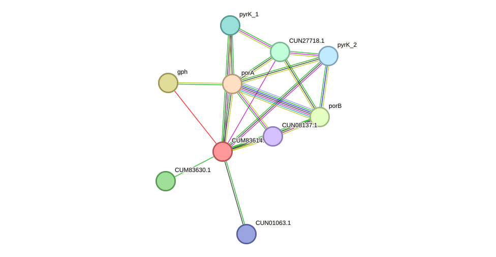 STRING protein interaction network