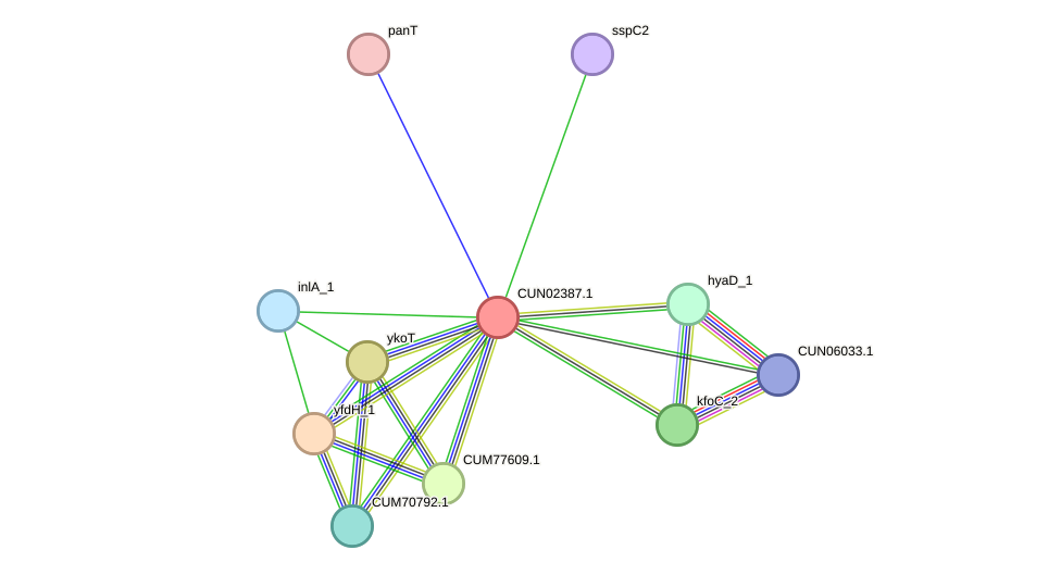 STRING protein interaction network